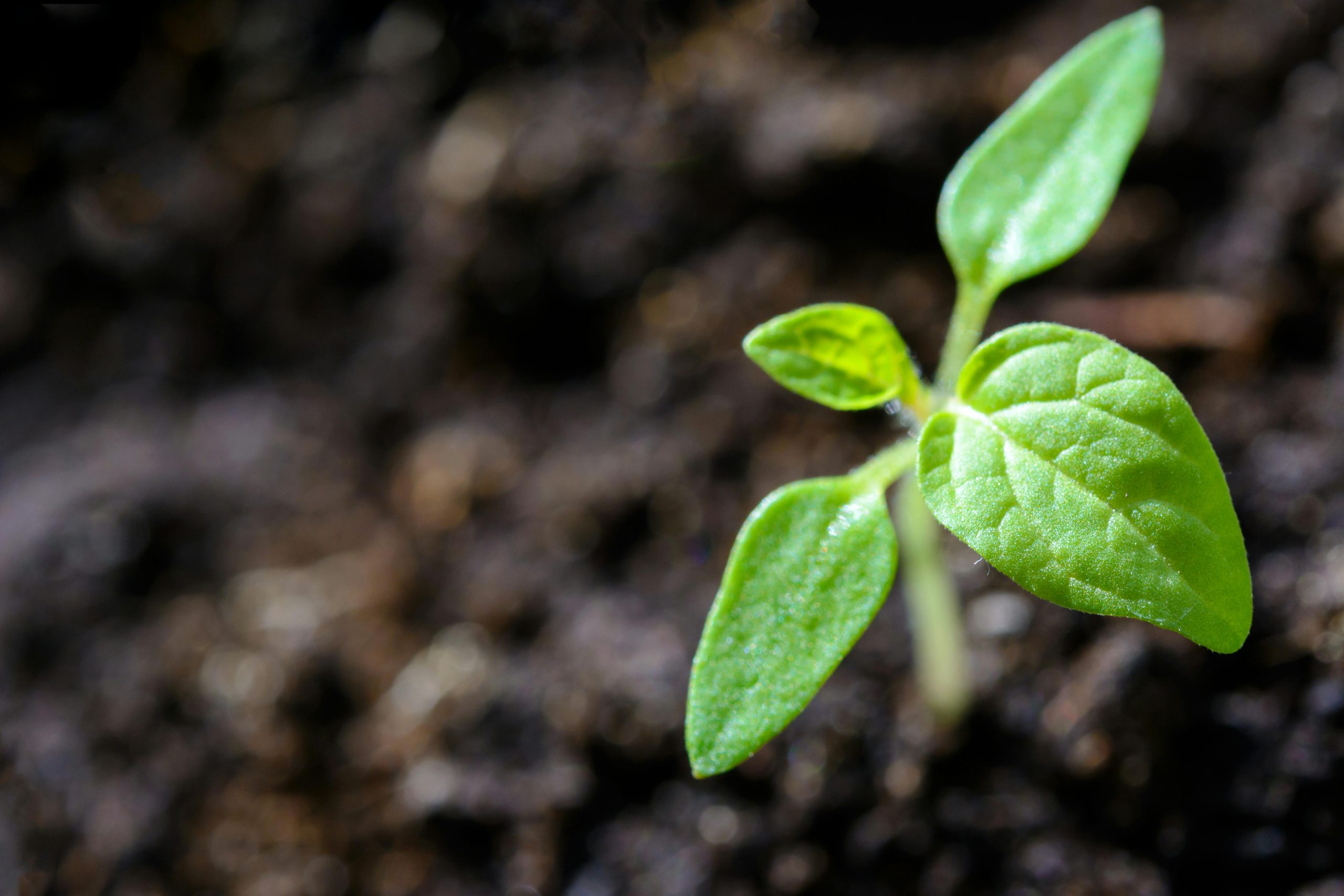 Sprout coming out of the ground